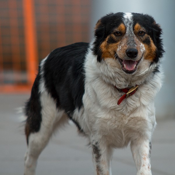 Meet the Team 11 Mildred 3Q Recruitments Canine Executive