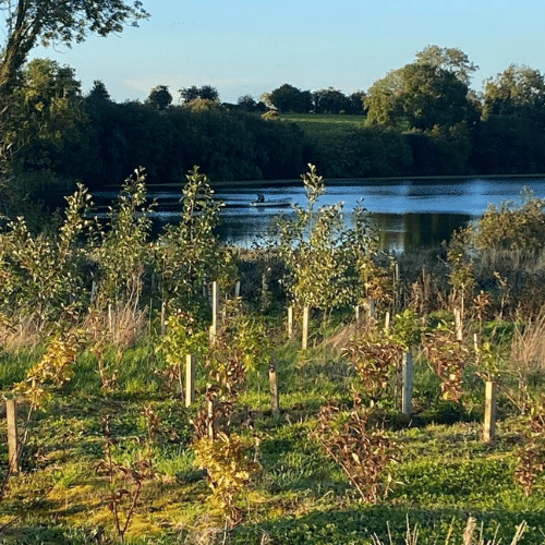 Irish Trees - Ireland's Natural Heritage Dunsany Castle - CSR - 3Q Recruitment